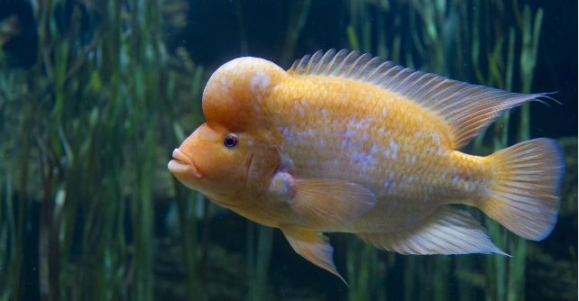 Are there any unique characteristics of fish with oversized heads?