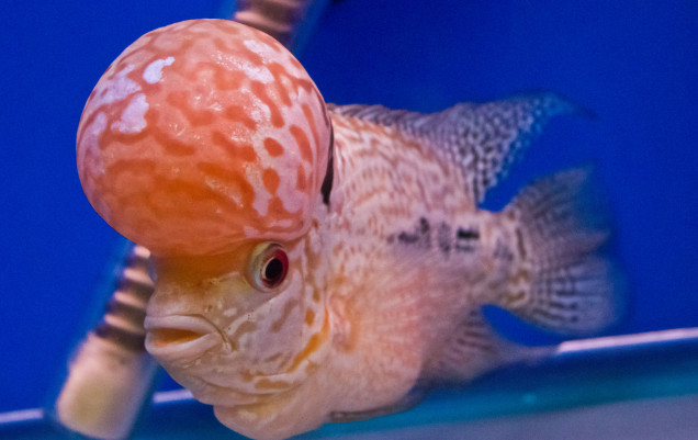 How do fish with big heads adapt to their environment?