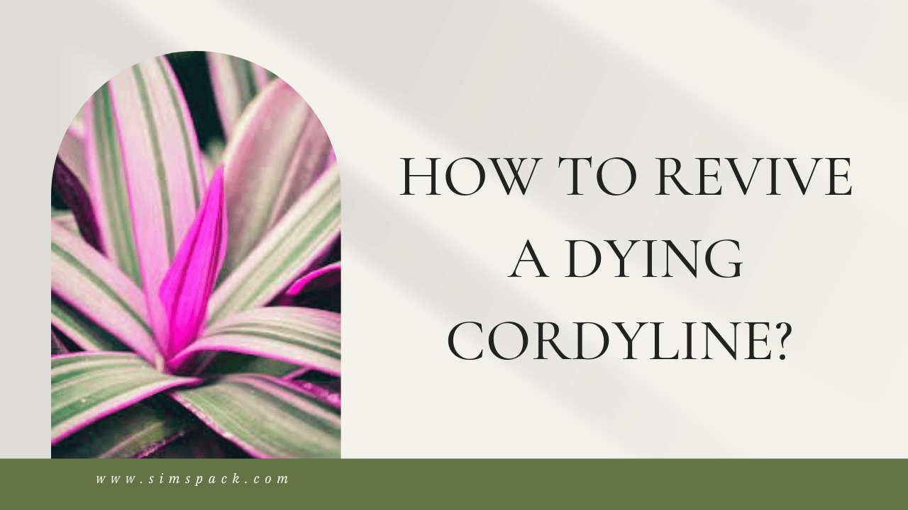 How to Revive a Dying Cordyline
