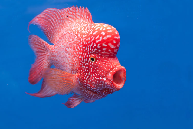 What are some fish species known for their large heads?