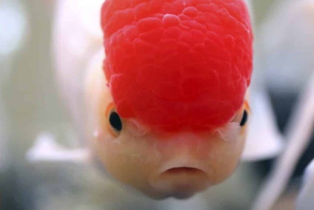 What is the purpose of a big head in certain fish species?